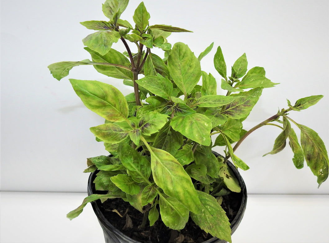 PLANTA ALBAHACA MORADA CON RAIZ