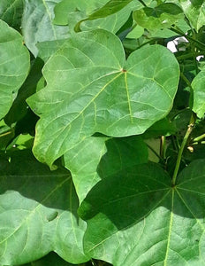 PLANTA DE ALGODON CON RAIZ/COTTON PLANT WITH ROOTH.