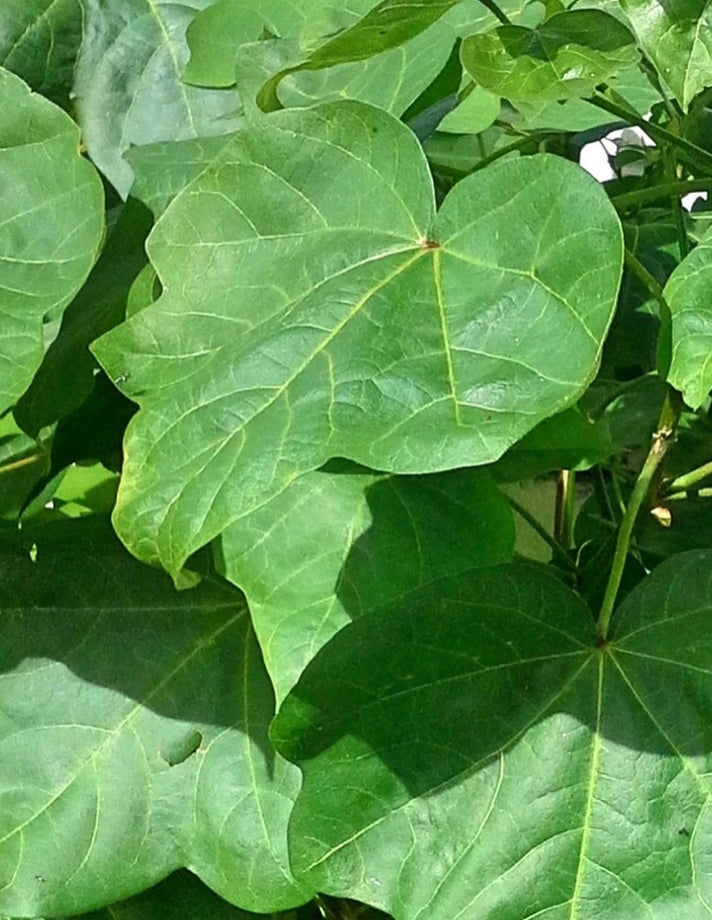 ALGODON EN RAMAS/ALGODON HERBS