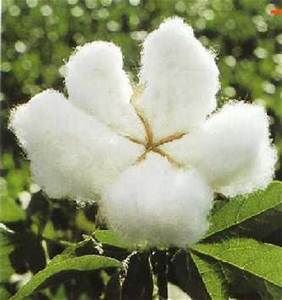 ALGODON DE CEIBA NATURAL / NATURAL COTTON CEIBA TREE