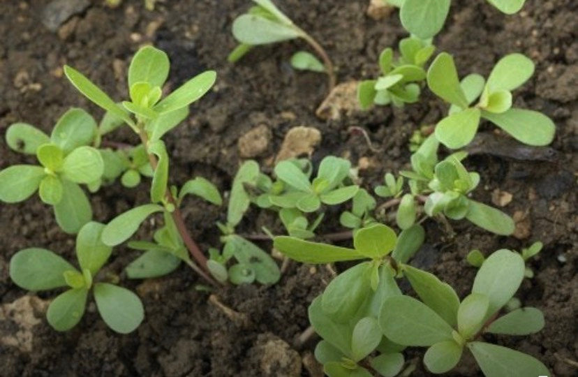 PLANTA DE VERDOLAGA CON RAIZ